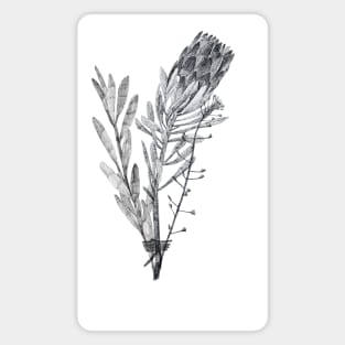 Hand-drawn protea flower and leaves Magnet